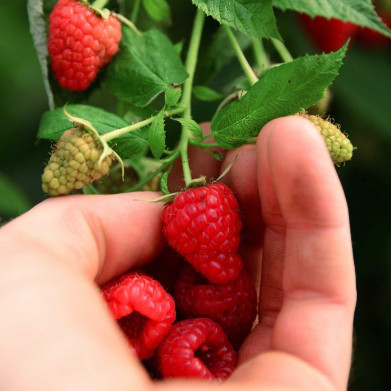 Heritage Raspberry Fruit