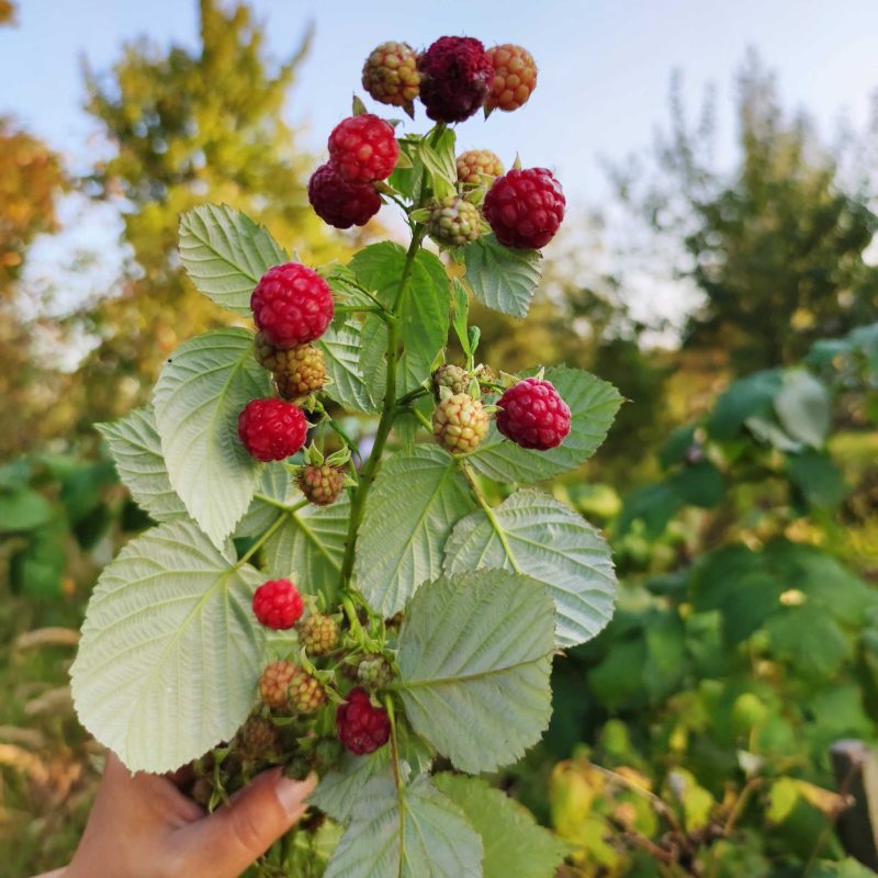 Heritage Raspberry Full