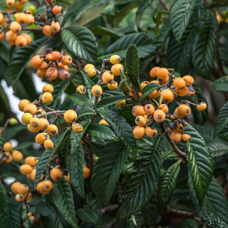 Japanese loquat 1