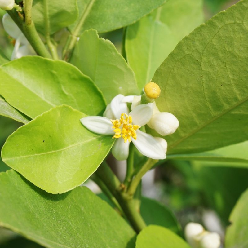 Key Lime tree 2