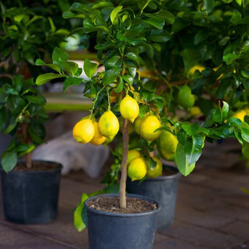 Meyer Lemon Bush 2