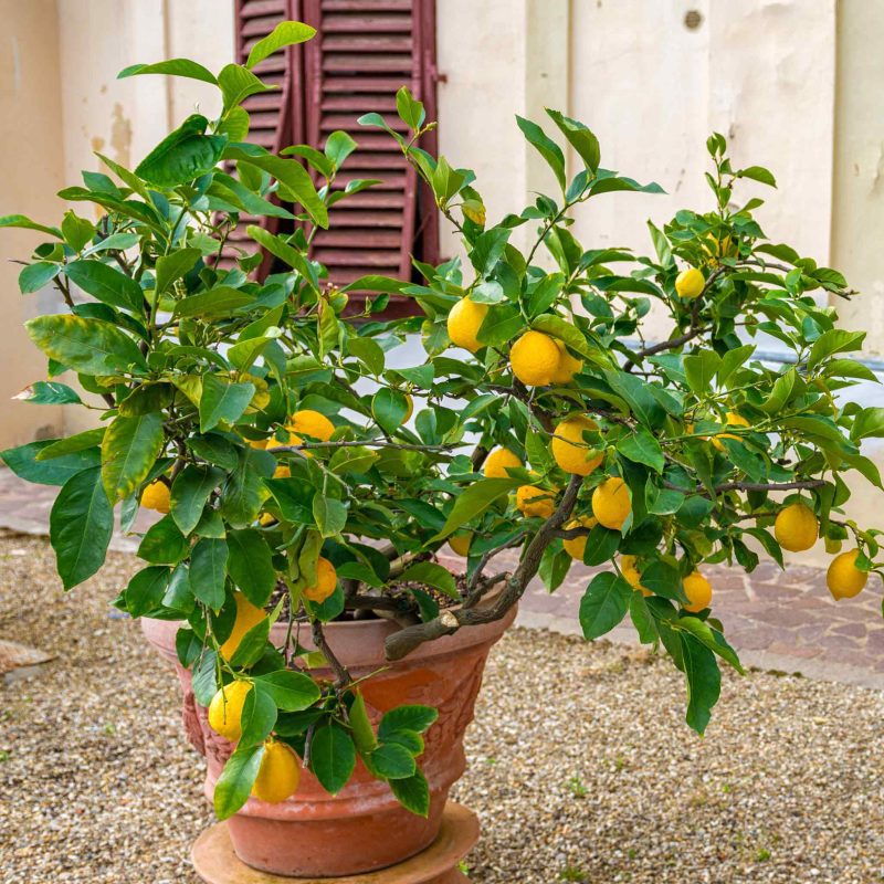 Meyer Lemon Bush 3