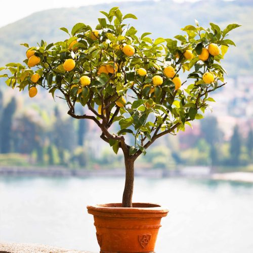 Meyer Lemon TRee 1