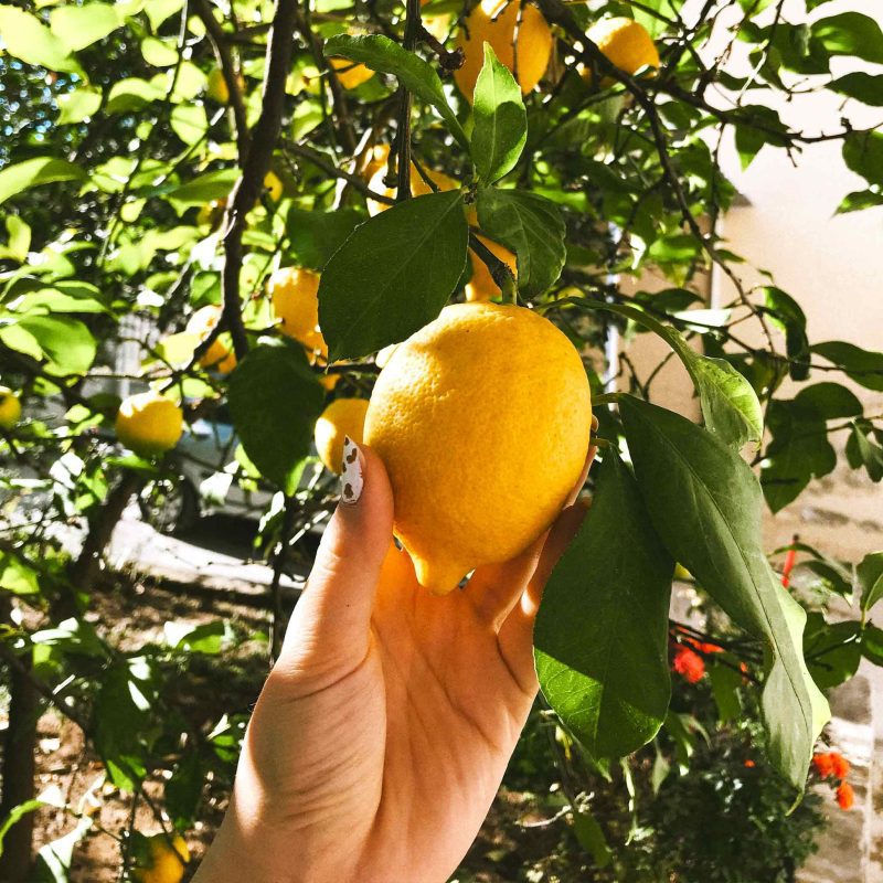 Meyer Lemon TRee 2