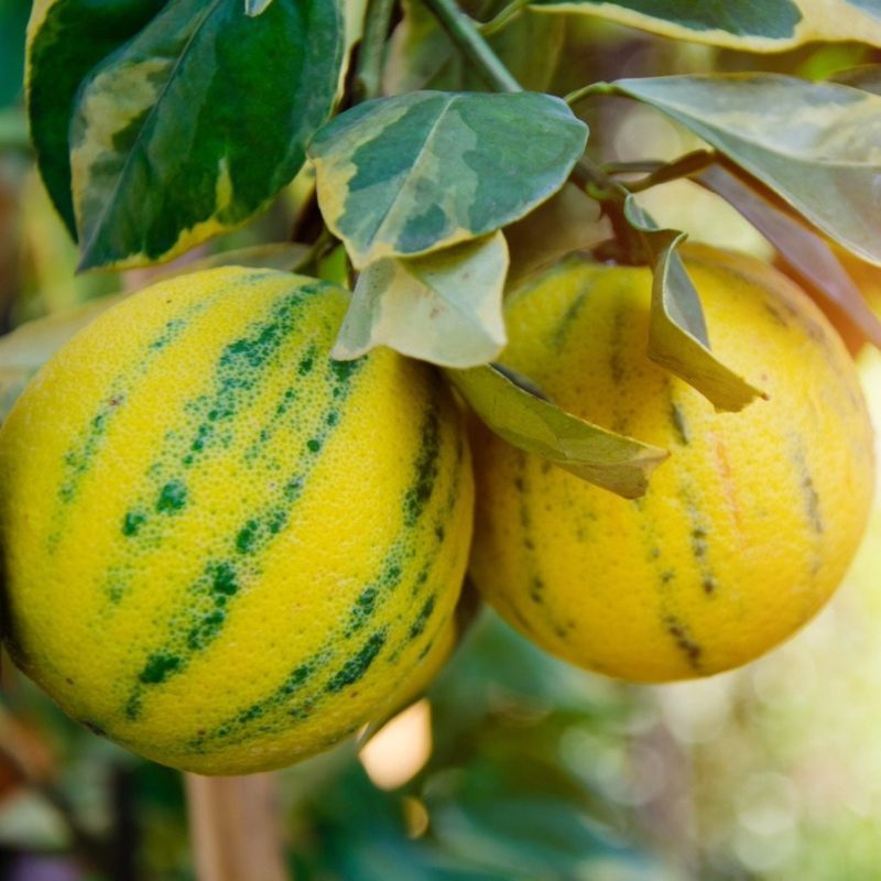 Pink Variegated Lemon Bush 1