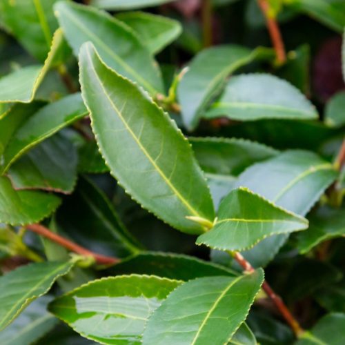 Tea Plant 2 88622a18 5602 4e20 a337 5706b3b01ea9