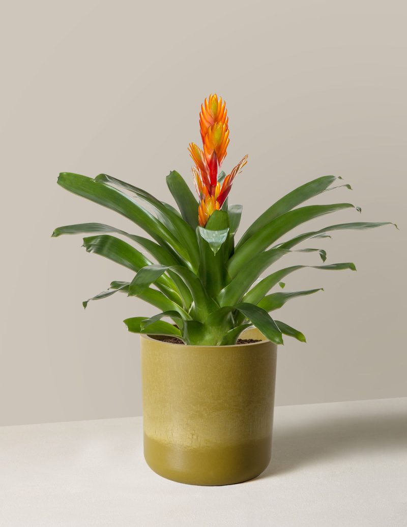 The Sill Bromeliad Vriesea IntensoOrange Small Upcycled Avocado Variant