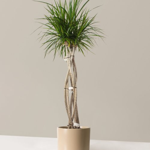 The Sill Dracaena Marginata Open Weave Large Acadia Tan Variant