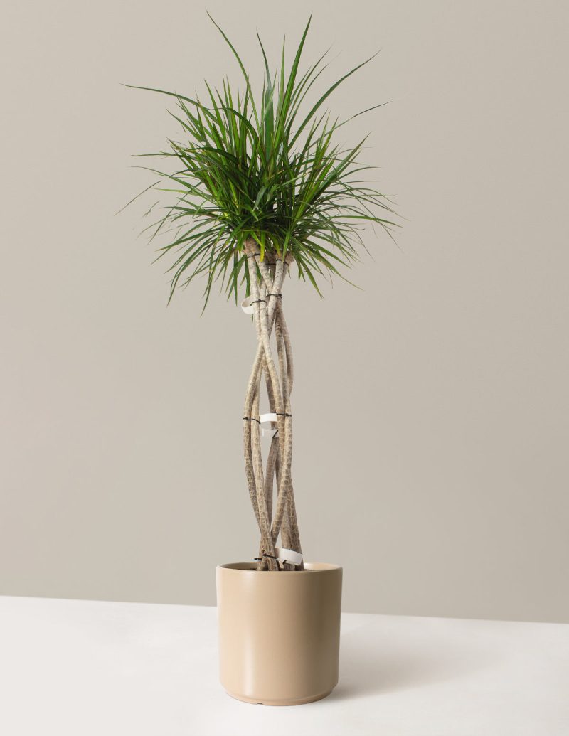 The Sill Dracaena Marginata Open Weave Large Acadia Tan Variant