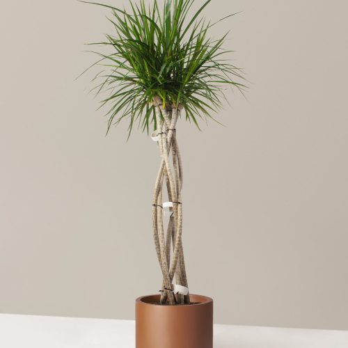 The Sill Dracaena Marginata Open Weave Large Burbank Almond Variant d43a03e9 b2e5 4535 9621 4bf016034028