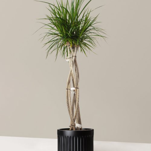 The Sill Dracaena Marginata Open Weave Large Column Black Variant