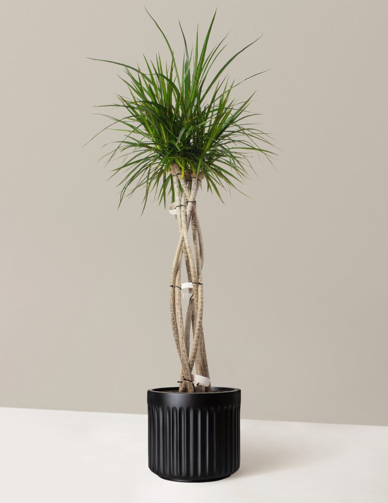 The Sill Dracaena Marginata Open Weave Large Column Black Variant