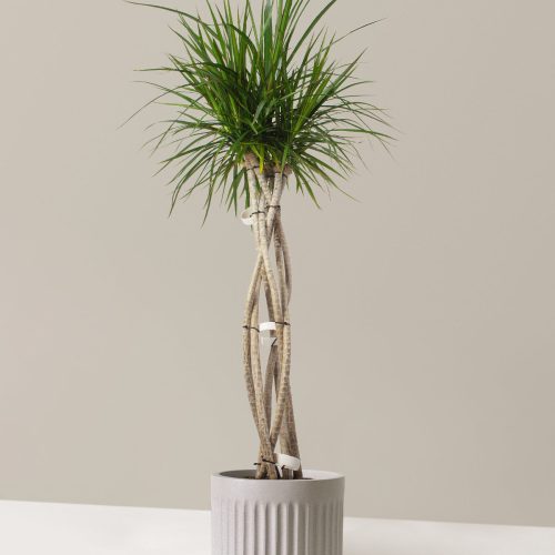 The Sill Dracaena Marginata Open Weave Large Column White Speckled Variant