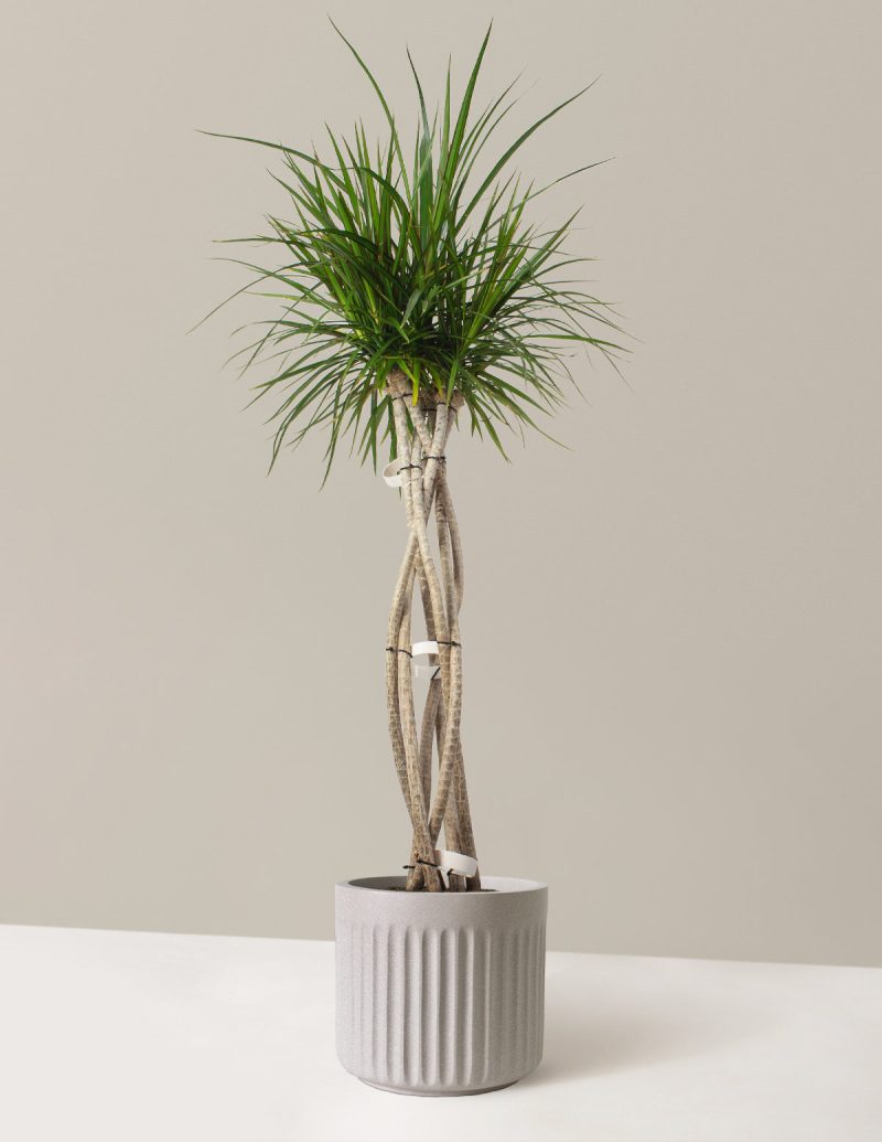 The Sill Dracaena Marginata Open Weave Large Column White Speckled Variant