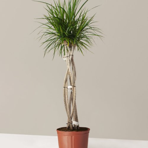 The Sill Dracaena Marginata Open Weave Large Growpot Variant 1e16977b 2c99 4aac 83c4 a42cc4db4e5c