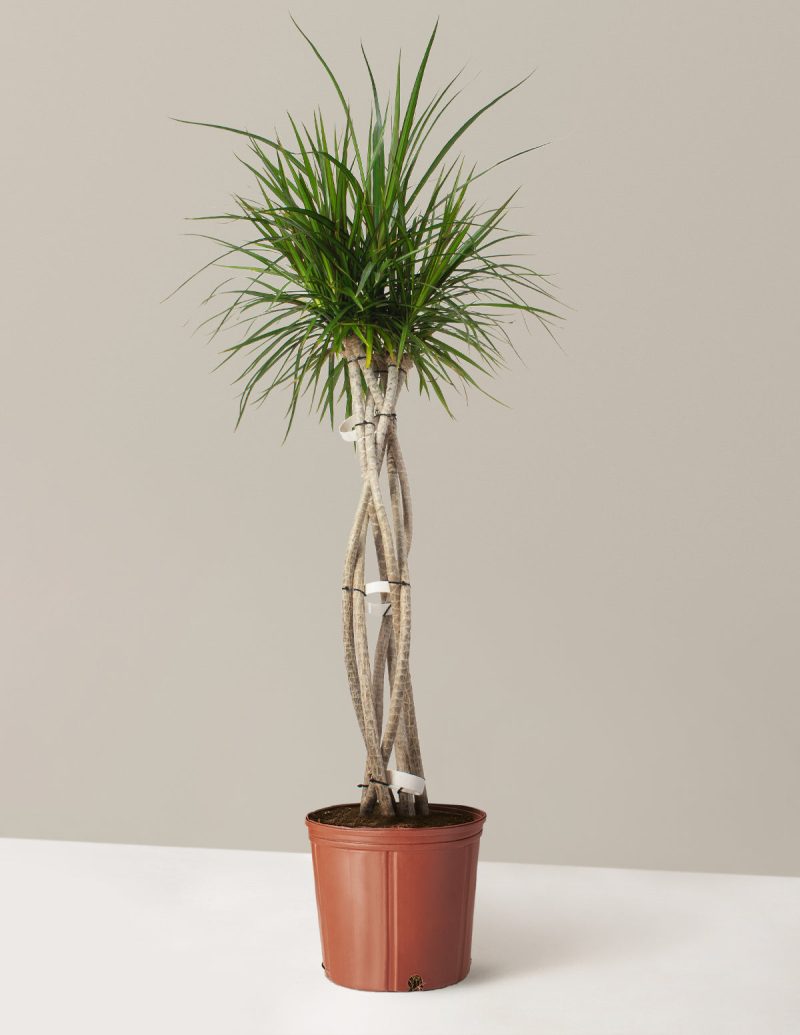 The Sill Dracaena Marginata Open Weave Large Growpot Variant 1e16977b 2c99 4aac 83c4 a42cc4db4e5c