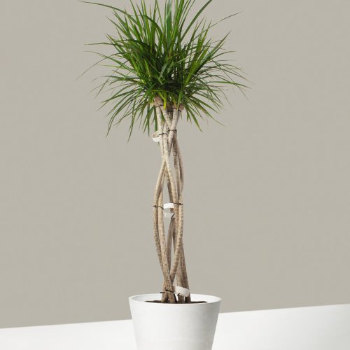 The Sill Dracaena Marginata Open Weave Large Upcycled Angled Stonewash Variant