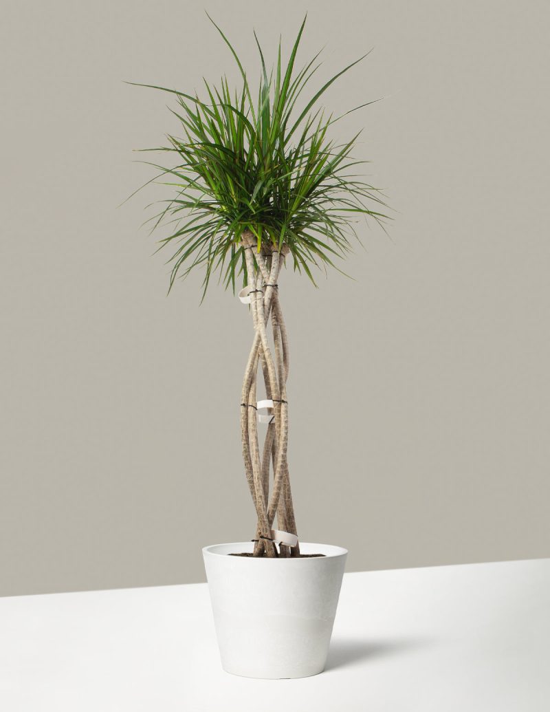 The Sill Dracaena Marginata Open Weave Large Upcycled Angled Stonewash Variant