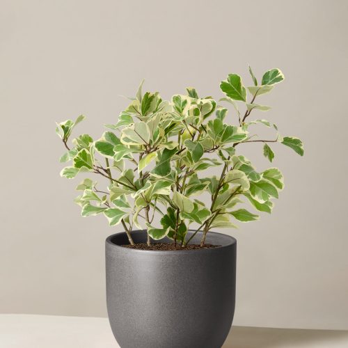 The Sill Ficus Triangularis Medium Grant Black