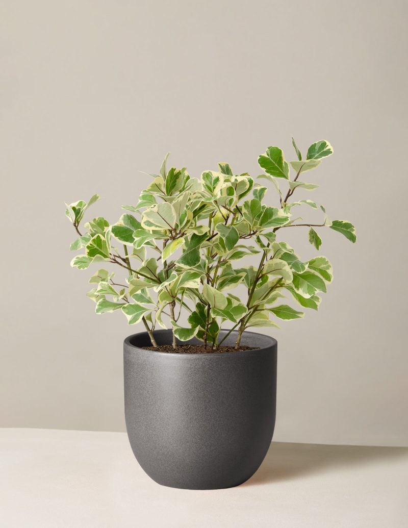 The Sill Ficus Triangularis Medium Grant Black