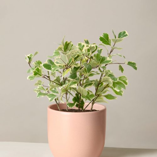 The Sill Ficus Triangularis Medium Grant Blush