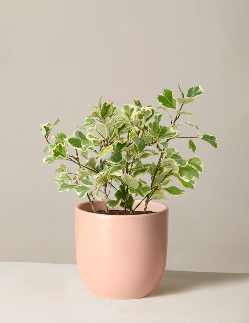 The Sill Ficus Triangularis Medium Grant Blush