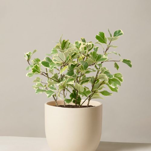 The Sill Ficus Triangularis Medium Grant Cream