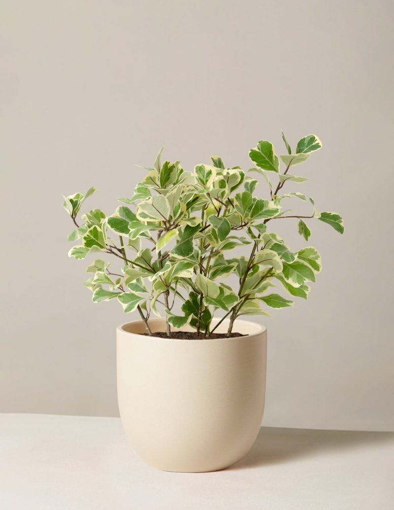 The Sill Ficus Triangularis Medium Grant Cream