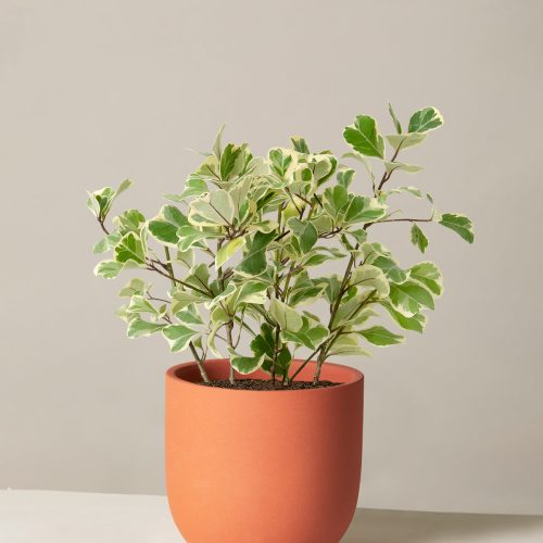 The Sill Ficus Triangularis Medium Grant Terracota