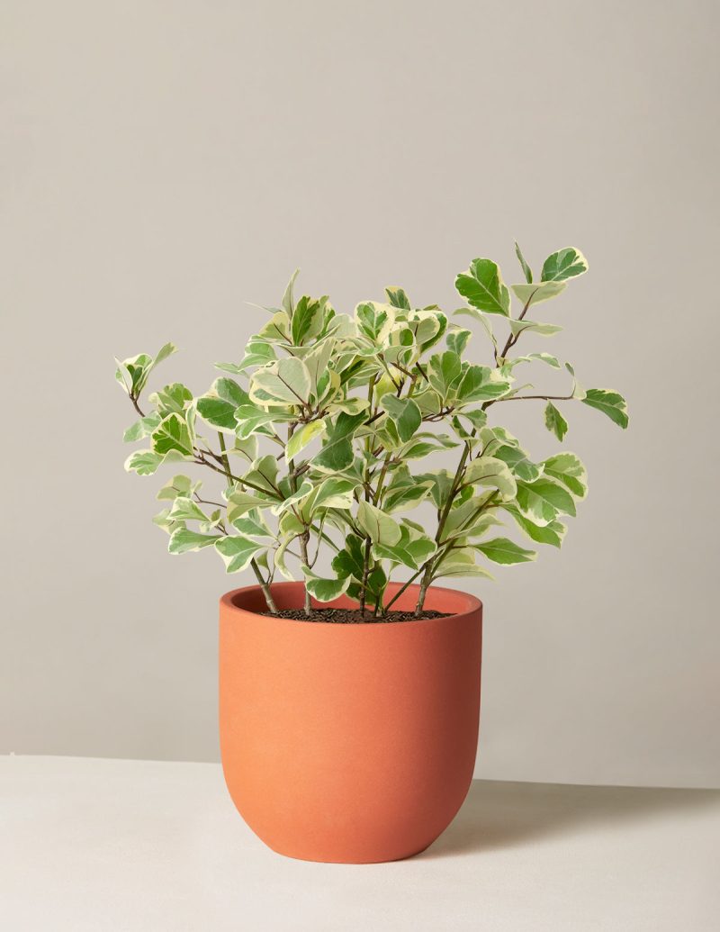 The Sill Ficus Triangularis Medium Grant Terracota