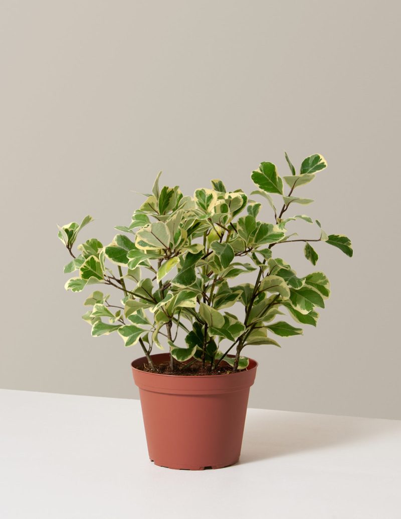 The Sill Ficus Triangularis Medium Growpot