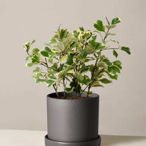 The Sill Ficus Triangularis Medium Hyde Black