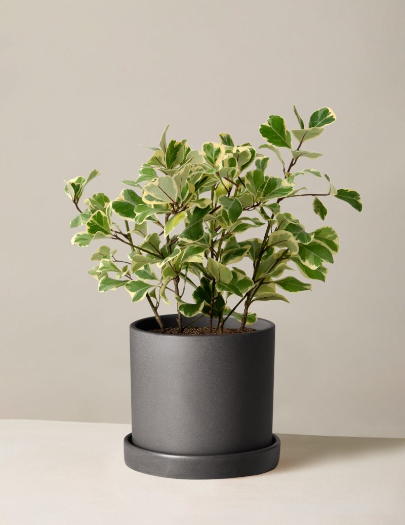 The Sill Ficus Triangularis Medium Hyde Black