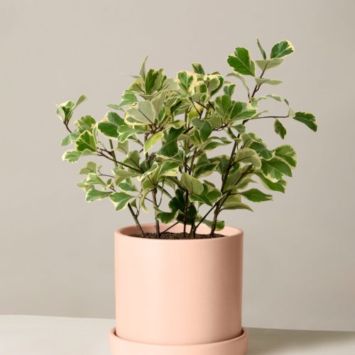 The Sill Ficus Triangularis Medium Hyde Blush