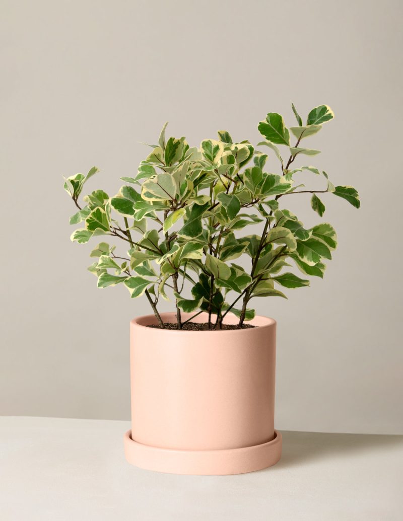 The Sill Ficus Triangularis Medium Hyde Blush