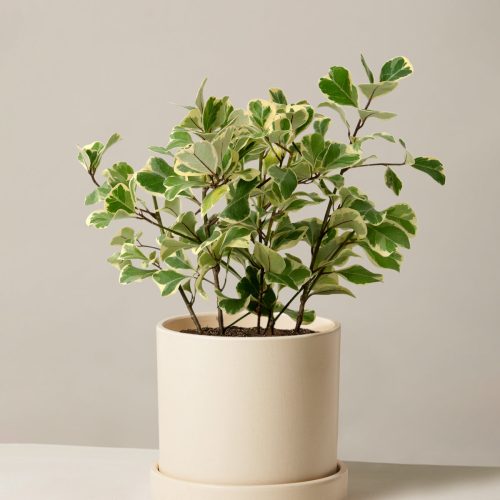 The Sill Ficus Triangularis Medium Hyde Cream