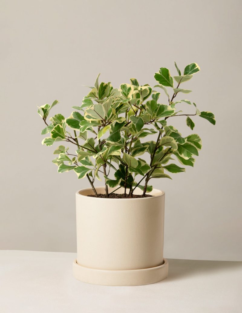 The Sill Ficus Triangularis Medium Hyde Cream