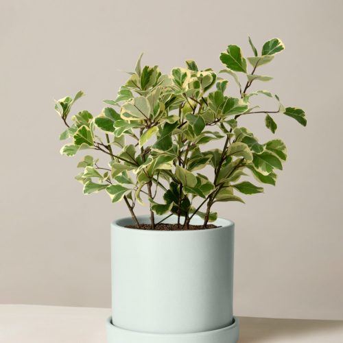 The Sill Ficus Triangularis Medium Hyde Mint