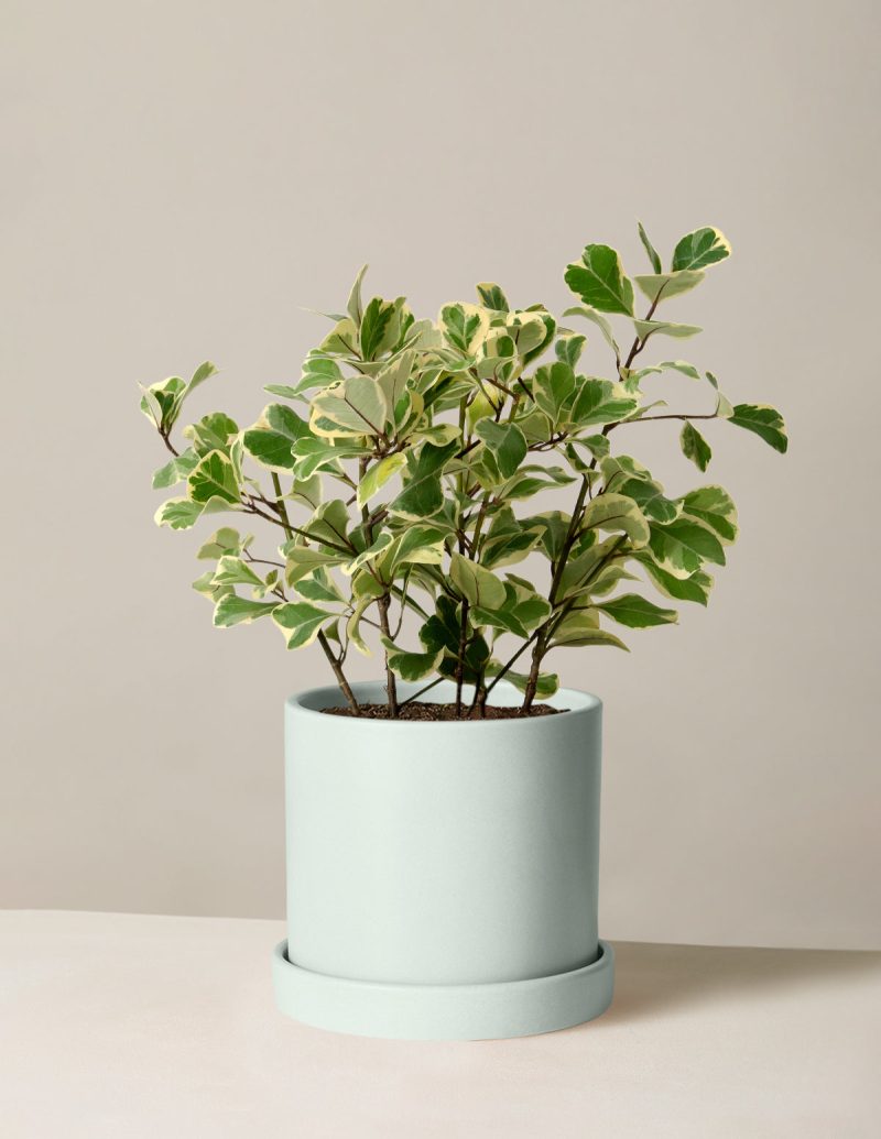 The Sill Ficus Triangularis Medium Hyde Mint