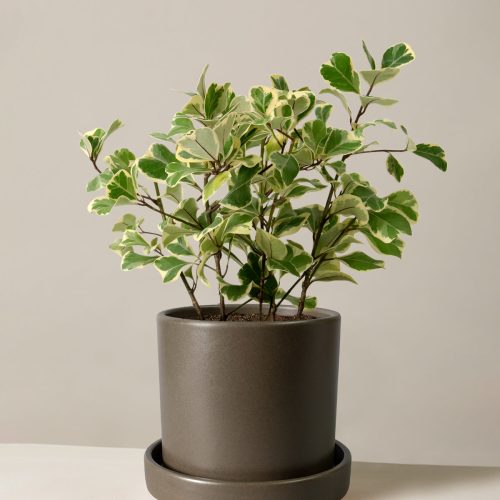 The Sill Ficus Triangularis Medium Hyde Olive