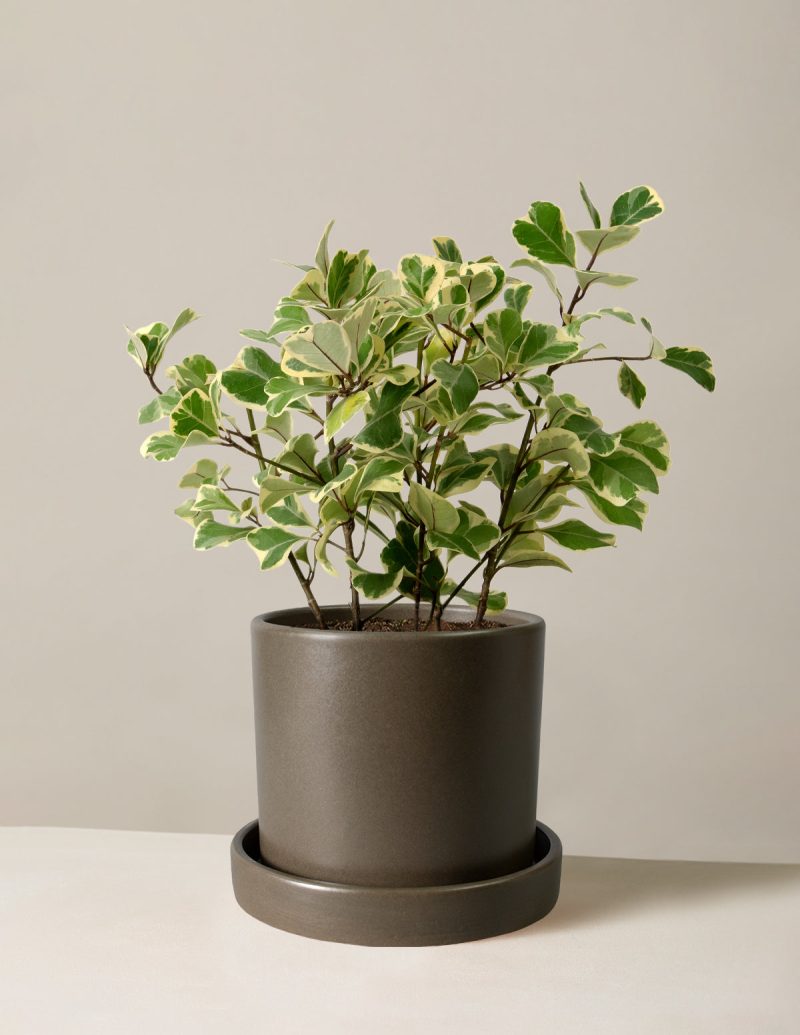 The Sill Ficus Triangularis Medium Hyde Olive