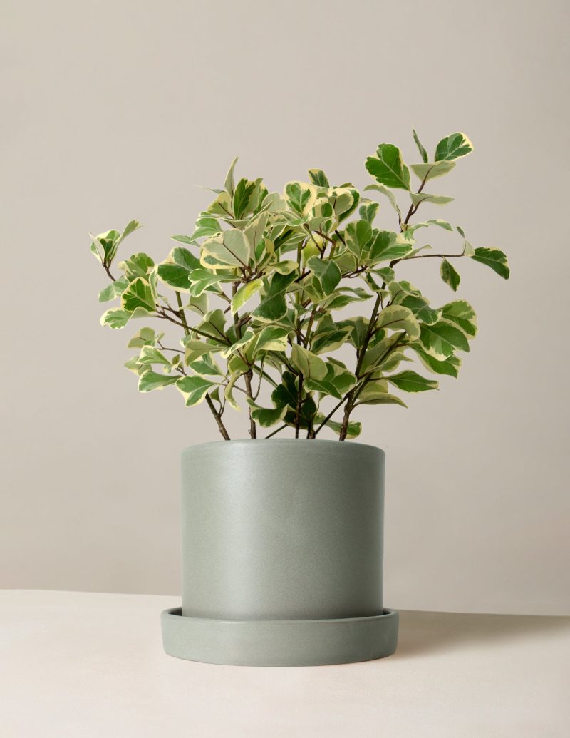 The Sill Ficus Triangularis Medium Hyde Stone