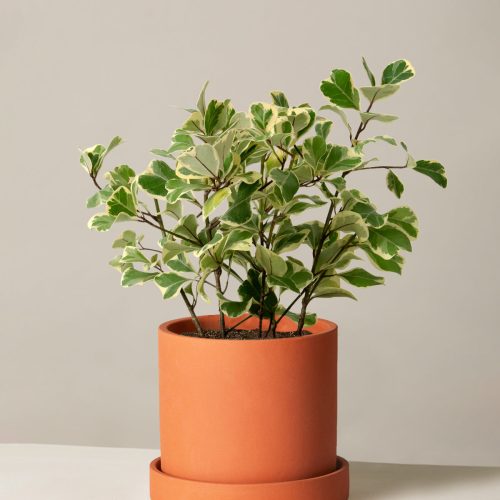 The Sill Ficus Triangularis Medium Hyde Terracota