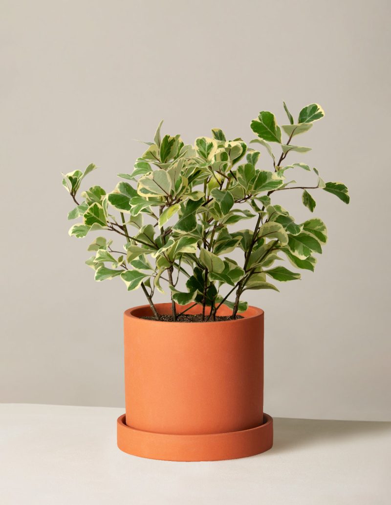 The Sill Ficus Triangularis Medium Hyde Terracota