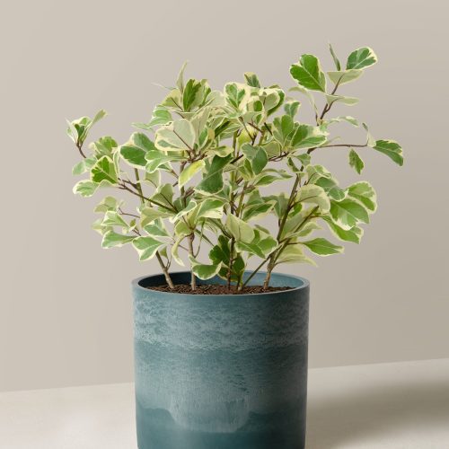 The Sill Ficus Triangularis Medium Upcycled Blue