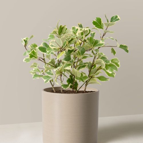 The Sill Ficus Triangularis Medium Upcycled Cream