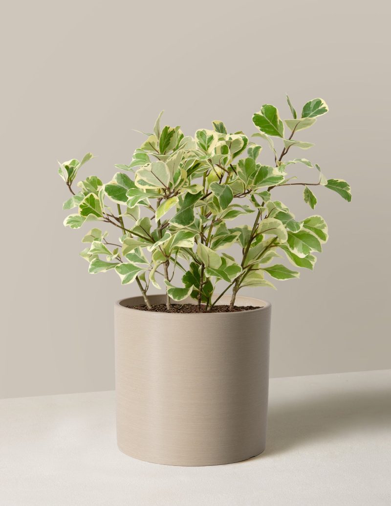 The Sill Ficus Triangularis Medium Upcycled Cream