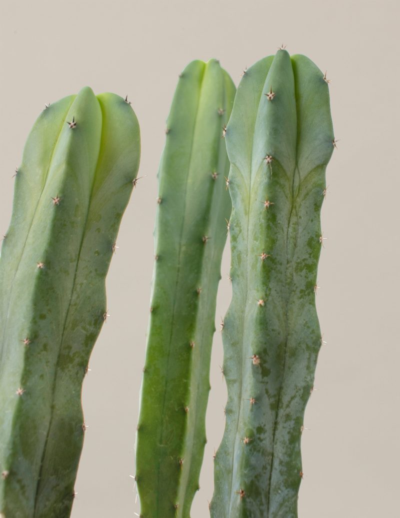 The Sill Medium Blue Candle Cactus Gallery