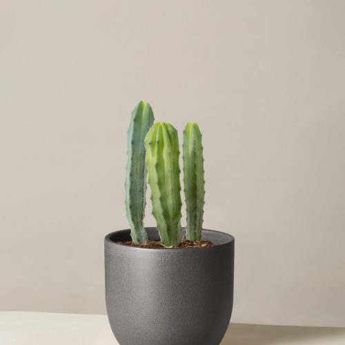 The Sill Medium Blue Candle Cactus Medium Grant Black Variant