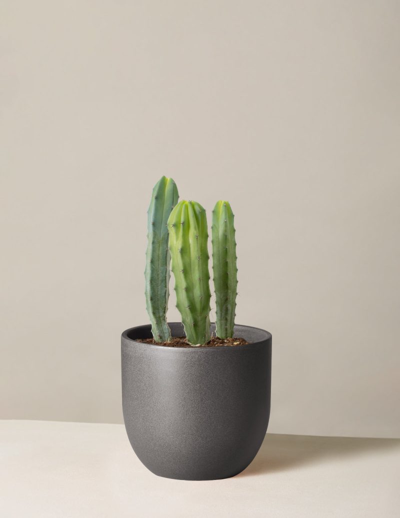 The Sill Medium Blue Candle Cactus Medium Grant Black Variant